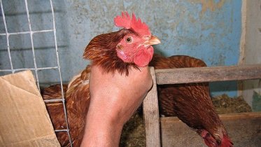 Фото: Жителя Череповца отправят в колонию за кражу двух кур