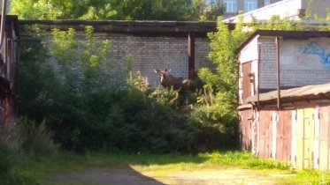 Фото: В центре Череповца был замечен лось