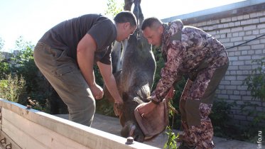 Фото: Забежавший в Череповец лось вернулся домой