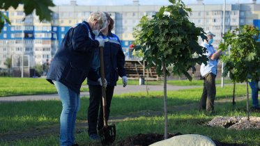 Фото: В Череповце высадили 25 шаровидных кленов