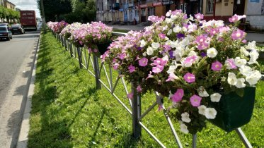 Фото: В Череповце школам и детским садам подарили 45 тысяч тюльпанов и бегоний