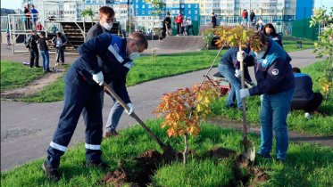 Фото: В честь 65-летия ЧерМК в Череповце высадят еще 20 кленов