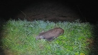 Фото: На трассе Череповец-Белозерск водитель въехал в стадо кабанов