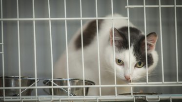 Фото: В Череповце неизвестные массово отлавливают кошек