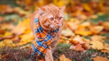 Фото: В Вологодской области на этой неделе ожидаются сильные дожди, ветры и похолодание