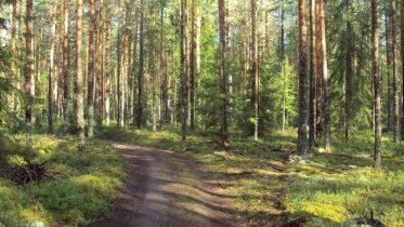 Фото: 59-летний череповчанин, заблудившийся в лесу, сам выбрался оттуда