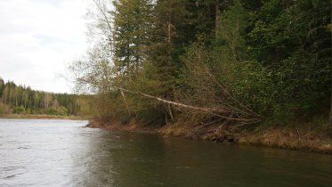 Фото: В Череповецком районе обнаружили тело одного из пропавших грибников