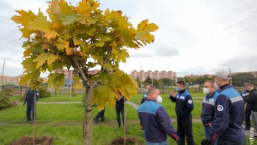 Фото: К юбилею ЧерМК в череповецком парке закончили высадку шаровидных клёнов