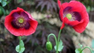 Фото: Череповчанка незаконно выращивала мак на даче