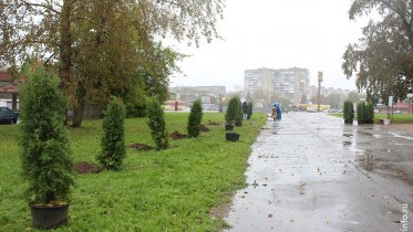 Фото: В Череповце на спортивной площадке высадили два десятка туй