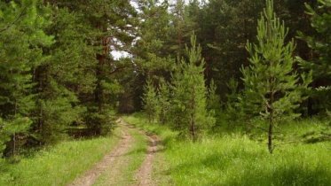 Фото: В Череповецком районе нашли тело 87-летней пенсионерки