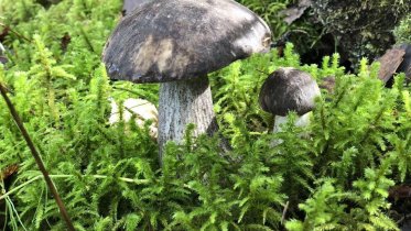 Фото: Олег Кувшинников рассказал о любимом блюде из грибов (ВИДЕО)