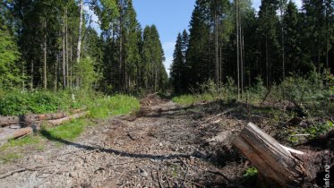Фото: В Пуловском лесу запретят проезд транспорта