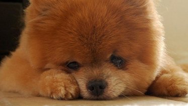 Фото: Несуществующий шпиц обошелся череповчанке в 18 тысяч рублей