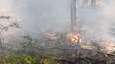 Фото: Свыше 30 человек задействовали при тушении лесного пожара под Череповцом