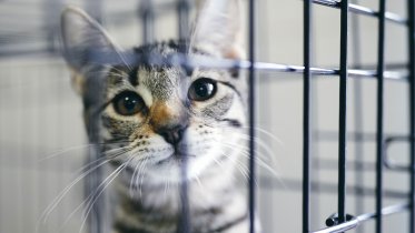 Фото: Бездомным животным в Череповце собирают продукты
