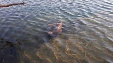 Фото: В Череповецком районе обнаружен утопленник