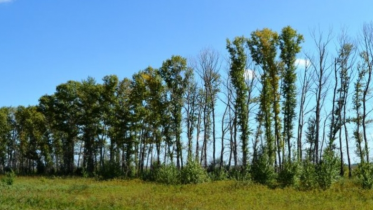 Фото: Пропавшего в начале августа череповчанина, нашли в лесополосе