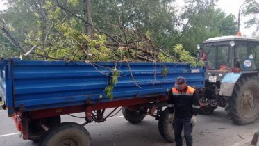 Фото: Опасные деревья с улицы Вологодской в Череповце пообещали убрать до 1 сентября