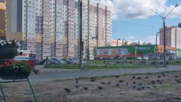 Фото: Голуби испортили разделительный газон Октябрьского проспекта