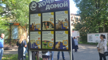 Фото: В Череповце появились стенды с бездомными животными