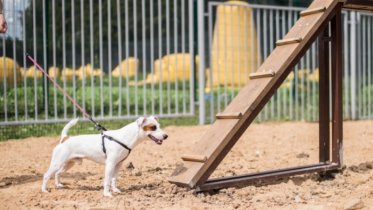 Фото: Тренировочную площадку для собак возведут в Заречье