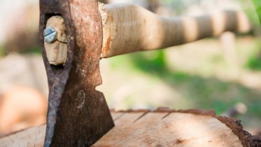 Фото: На два года в тюрьму может отправиться «чёрный лесоруб» в Череповецком районе