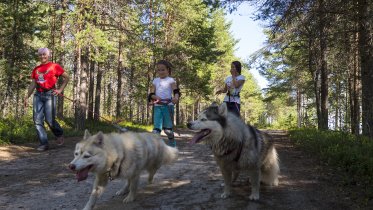 Фото: Марафон с собаками проведут в Череповце