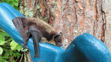 Фото: Музей в Череповецком районе облюбовали летучие мыши