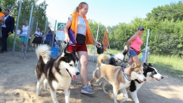 Фото: Наблюдать за собаками около парка Победы теперь можно онлайн