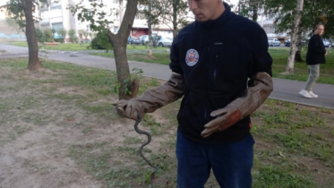 Фото: Вблизи череповецкой школы № 19 заметили змею