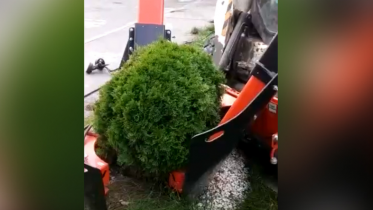 Фото: Пересадкой деревьев на «Северстали» займутся по-новому