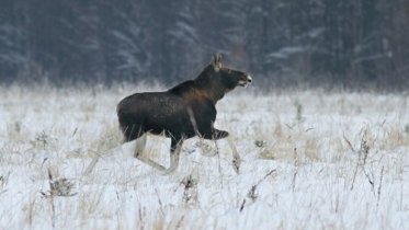 Фото: Трое мужчин ответят за убийство беременной лосихи в Череповецком районе
