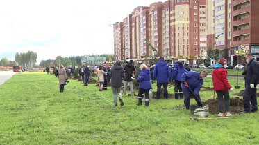 Фото: Новая аллея появилась на Шекснинском проспекте в Череповце