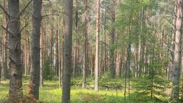Фото: Тело пропавшего в конце лета дачника найдено под Череповцом