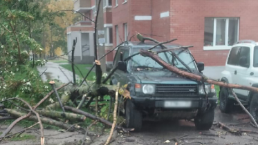 Фото: Дерево в череповецком дворе упало на иномарку