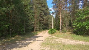 Фото: Череповчанка самостоятельно выбралась из леса и отправилась домой, пока ее продолжали искать волонтеры