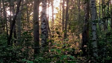 Фото: Череповецкие волонтеры нашли в лесу семью с маленьким ребенком