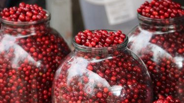 Фото: Урожай брусники созрел в лесах Череповецкого района