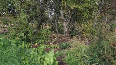 Фото: Борьба с борщевиком в Череповце оказалась напрасной