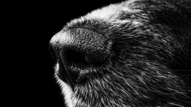 Фото: Три  года получил череповчанин за убийство собаки