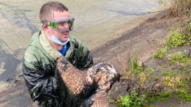 Фото: Занесенного в Красную книгу пернатого, рискуя жизнью, спас череповчанин