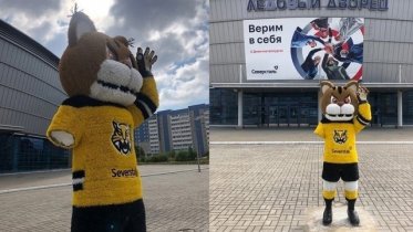 Фото: Череповецкий Сева снова без лапы