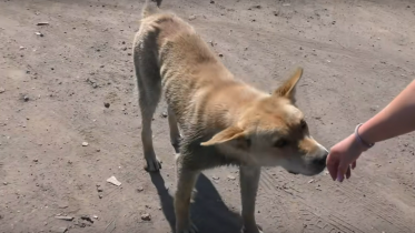 Фото: Бездомную собаку с трубой на голове спасли в Череповце