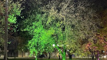 Фото: Деревья на улице Сталеваров в Череповце украсят подсветкой