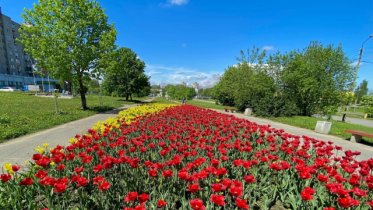 Фото: Череповец в 2022 году украсят тюльпанами