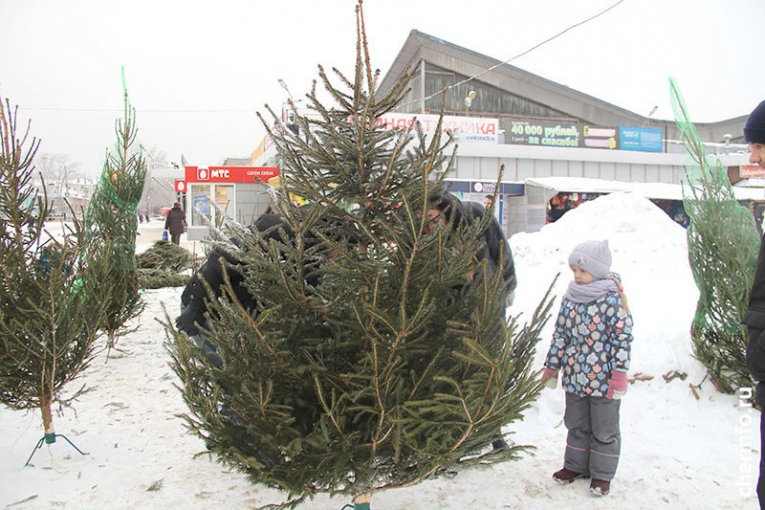 Фото: Шесть мест для елочных базаров оборудуют в Череповце