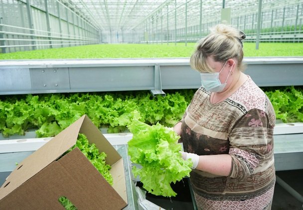 Фото: Тепличный комплекс Череповца получил знак качества