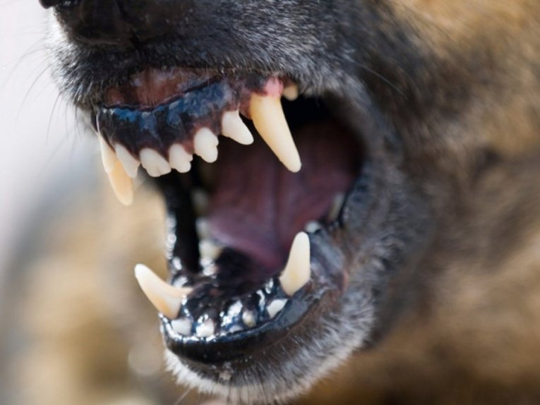 Фото: Пьяный мужчина, нецензурно высказываясь в адрес правоохранителей, натравил на них собаку