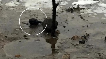 Фото: В Череповце на пляже обнаружили боевую гранату